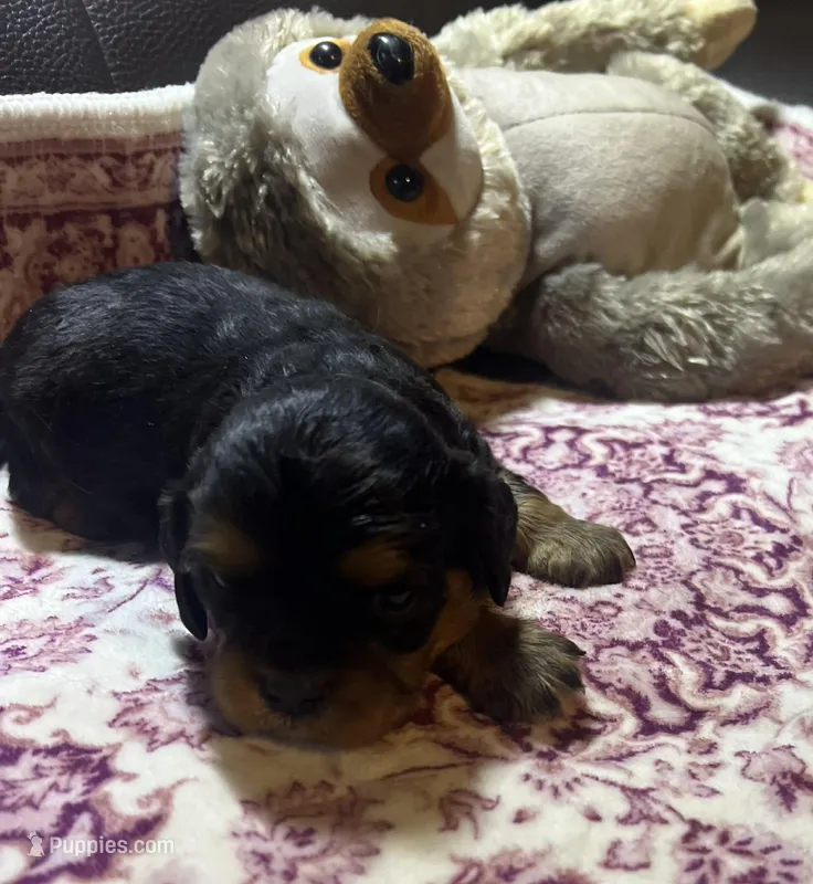 Brutus  AKC  NY – Cavalier King Charles Spaniel puppy for sale in Binghamton, NY