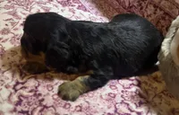 Brutus  AKC  NY, a male Cavalier King Charles Spaniel for sale in Binghamton, NY – Photo 3 of 5