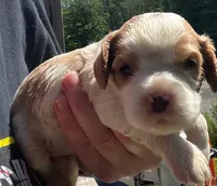 Tulip, AKC, NY female , a female Cavalier King Charles Spaniel for sale in Binghamton, NY – 1 of 3