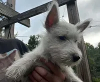 Beautiful olive AKC New York , a female West Highland White Terrier for sale in Binghamton, NY – 2 of 3