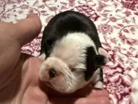 Simone New York AKC , a male Boston Terrier for sale in Binghamton, NY – 2 of 3