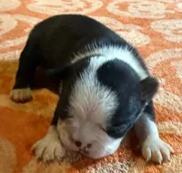 Peter  AKC NY , a male Boston Terrier for sale in Binghamton, NY – 2 of 3