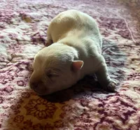 Gorgeous George AKC New York , a male West Highland White Terrier for sale in Binghamton, NY – 2 of 2