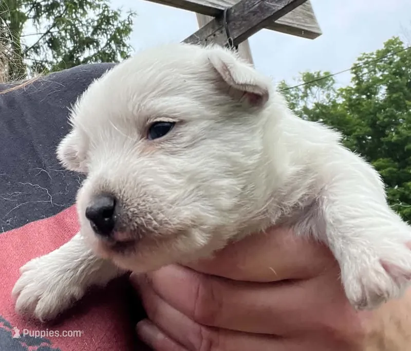 Gorgeous George AKC New York  – West Highland White Terrier puppy for sale in Binghamton, NY