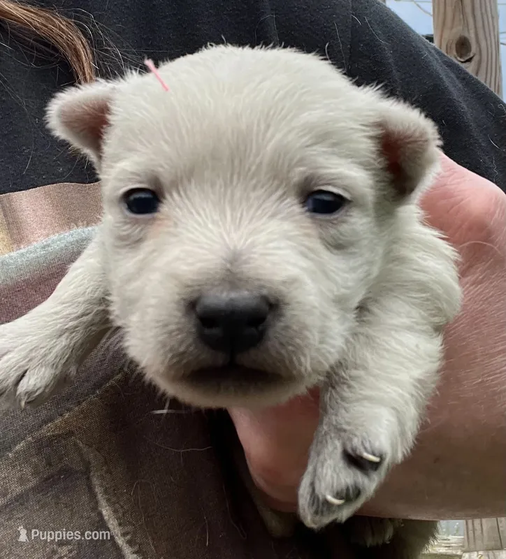 Beautiful Betty AKC New York  – West Highland White Terrier puppy for sale in Binghamton, NY