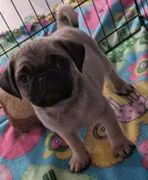Pug female NY AKC VIOLET , a female Pug for sale in Binghamton, NY – 1 of 2