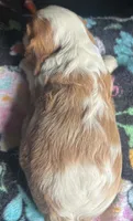 Dexter NY AKC MALE , a male Cavalier King Charles Spaniel for sale in Binghamton, NY – 2 of 5