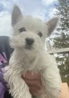 processed/84efe27f-dfdf-4497-bb0d-ffcaf6013a5f/listing/70532e84-507a-42c7-9c5c-b581b9ca937a/e9e9f81c-e29a-425f-b9d6-d7b58637344d