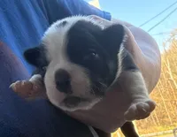 Tinker Belle , a male Boston Terrier for sale in Binghamton, NY – 1 of 4