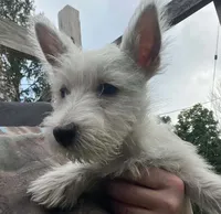 Beautiful olive AKC New York , a female West Highland White Terrier for sale in Binghamton, NY – 3 of 3