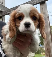 Dexter NY AKC MALE , a male Cavalier King Charles Spaniel for sale in Binghamton, NY – 1 of 3