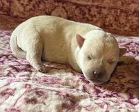 Beautiful Betty AKC New York , a female West Highland White Terrier for sale in Binghamton, NY – 2 of 2