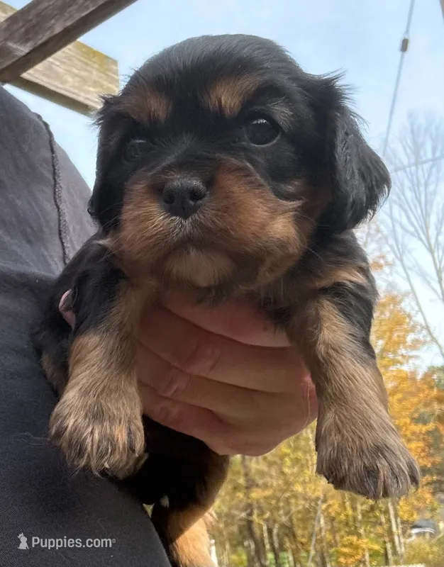 Monty New York AKC  – Cavalier King Charles Spaniel puppy for sale in Binghamton, NY