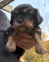 Monty New York AKC , a male Cavalier King Charles Spaniel for sale in Binghamton, NY – 1 of 1