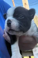 Tinker Belle , a male Boston Terrier for sale in Binghamton, NY – 3 of 4