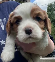 Dexter NY AKC MALE , a male Cavalier King Charles Spaniel for sale in Binghamton, NY – 4 of 5
