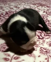 Wendy NY AKC , a female Boston Terrier for sale in Binghamton, NY – 3 of 3