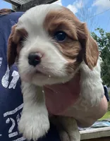 Dexter NY AKC MALE , a male Cavalier King Charles Spaniel for sale in Binghamton, NY – 5 of 5