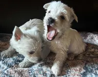 Beautiful Betty AKC New York , a female West Highland White Terrier for sale in Binghamton, NY – 2 of 3