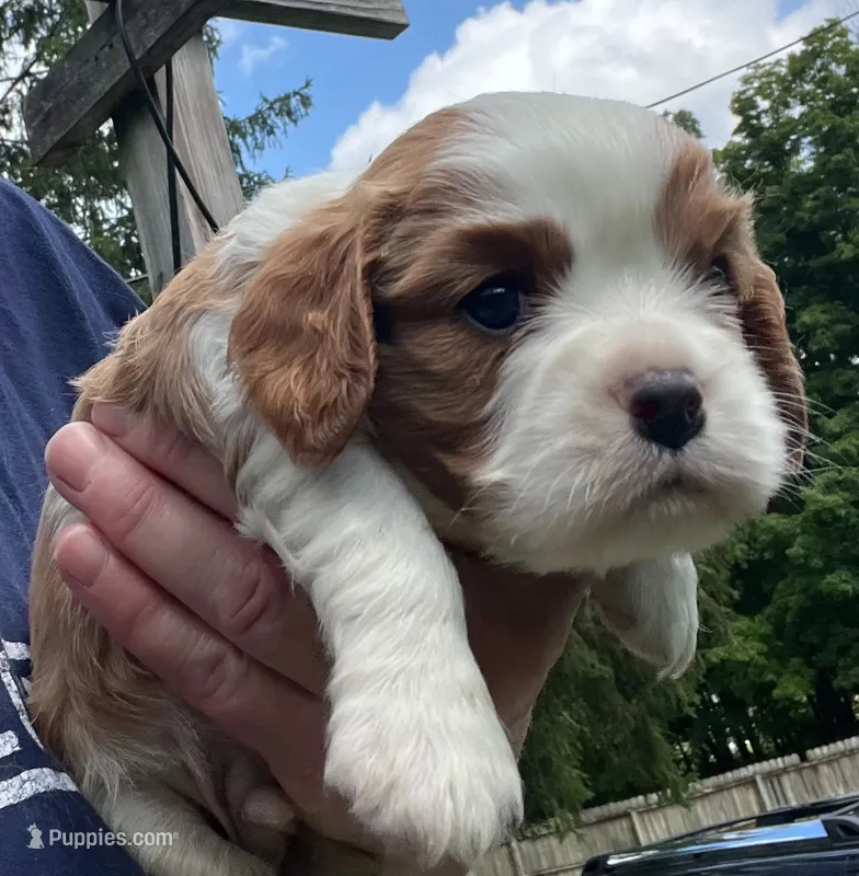 Dexter NY AKC MALE  – Cavalier King Charles Spaniel puppy for sale in Binghamton, NY