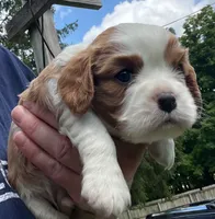 Dexter NY AKC MALE , a male Cavalier King Charles Spaniel for sale in Binghamton, NY – 1 of 5