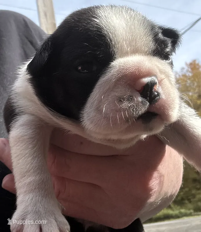 George New York AKC  – Boston Terrier puppy for sale in Binghamton, NY