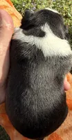 George New York AKC , a male Boston Terrier for sale in Binghamton, NY – 2 of 2
