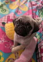 Pug female NY AKC VIOLET , a female Pug for sale in Binghamton, NY – 2 of 2