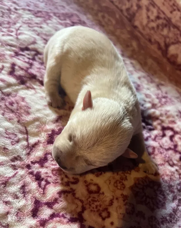 Beautiful Betty AKC New York  – West Highland White Terrier puppy for sale in Binghamton, NY