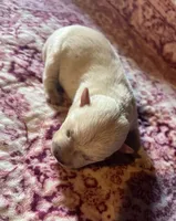 Beautiful Betty AKC New York , a female West Highland White Terrier for sale in Binghamton, NY – 1 of 2