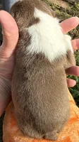 Gary  New York, AKC , a male Boston Terrier for sale in Binghamton, NY – 3 of 4