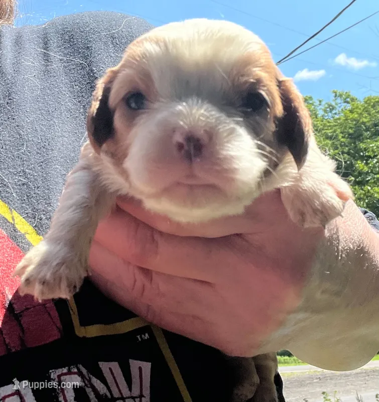 Gaston NY AKC MALE  – Cavalier King Charles Spaniel puppy for sale in Binghamton, NY