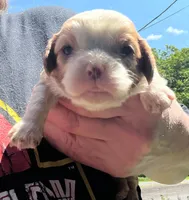 Gaston NY AKC MALE , a male Cavalier King Charles Spaniel for sale in Binghamton, NY – 1 of 2