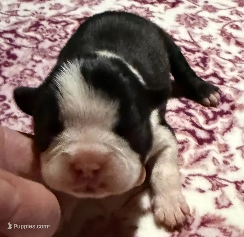 Wendy NY AKC  – Boston Terrier puppy for sale in Binghamton, NY
