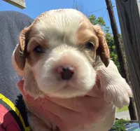 Tulip, AKC, NY female , a female Cavalier King Charles Spaniel for sale in Binghamton, NY – 3 of 3