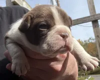 Gary  New York, AKC , a male Boston Terrier for sale in Binghamton, NY – 2 of 4