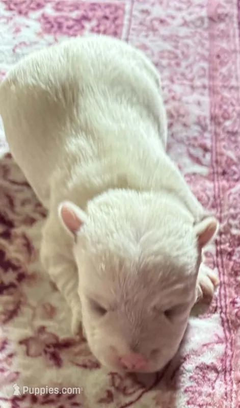 Beautiful Betty AKC New York  – West Highland White Terrier puppy for sale in Binghamton, NY