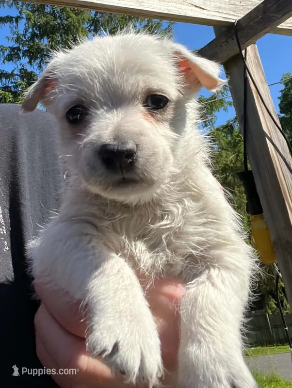 Beautiful Betty AKC New York  – West Highland White Terrier puppy for sale in Binghamton, NY