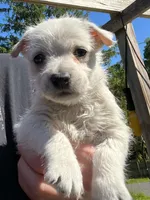 Beautiful Betty AKC New York , a female West Highland White Terrier for sale in Binghamton, NY – 1 of 3
