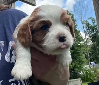 Dexter NY AKC MALE , a male Cavalier King Charles Spaniel for sale in Binghamton, NY – 3 of 5