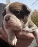 Gary  New York, AKC , a male Boston Terrier for sale in Binghamton, NY – 4 of 4