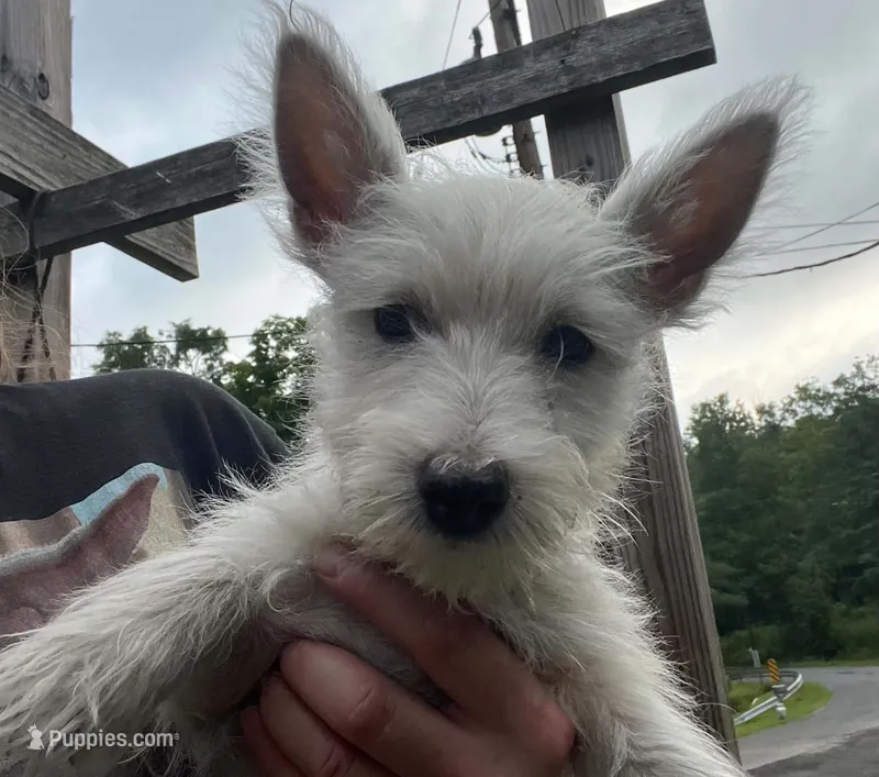 Beautiful olive AKC New York  – West Highland White Terrier puppy for sale in Binghamton, NY