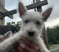 Beautiful olive AKC New York , a female West Highland White Terrier for sale in Binghamton, NY – 1 of 3