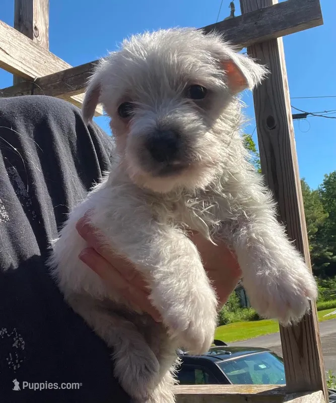 Gorgeous George AKC New York  – West Highland White Terrier puppy for sale in Binghamton, NY