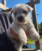 Gorgeous George AKC New York , a male West Highland White Terrier for sale in Binghamton, NY – 1 of 1