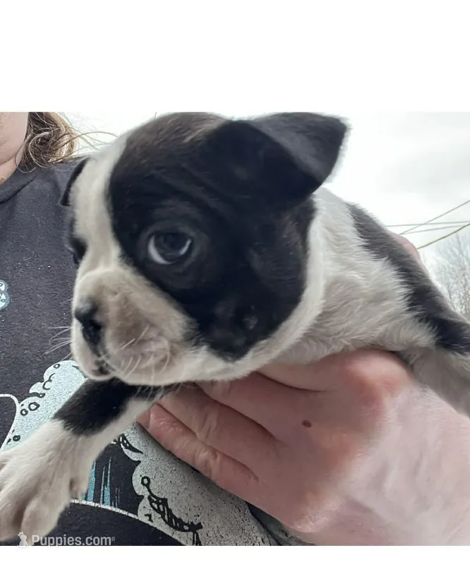 Flower NY AKC, a female Boston Terrier for sale in Binghamton, NY – Photo 1 of 1