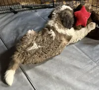 Carl NY AKC, a male Saint Bernard for sale in Binghamton, NY – Photo 3 of 3