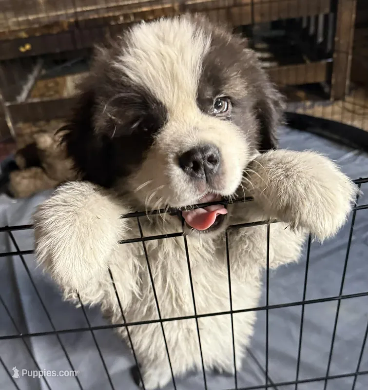 Carl NY AKC – Saint Bernard puppy for sale in Binghamton, NY
