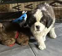 Carl NY AKC, a male Saint Bernard for sale in Binghamton, NY – Photo 2 of 3