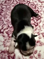 Wendy NY AKC , a female Boston Terrier for sale in Binghamton, NY – 2 of 3